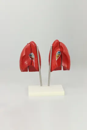 Lung Anatomy Model