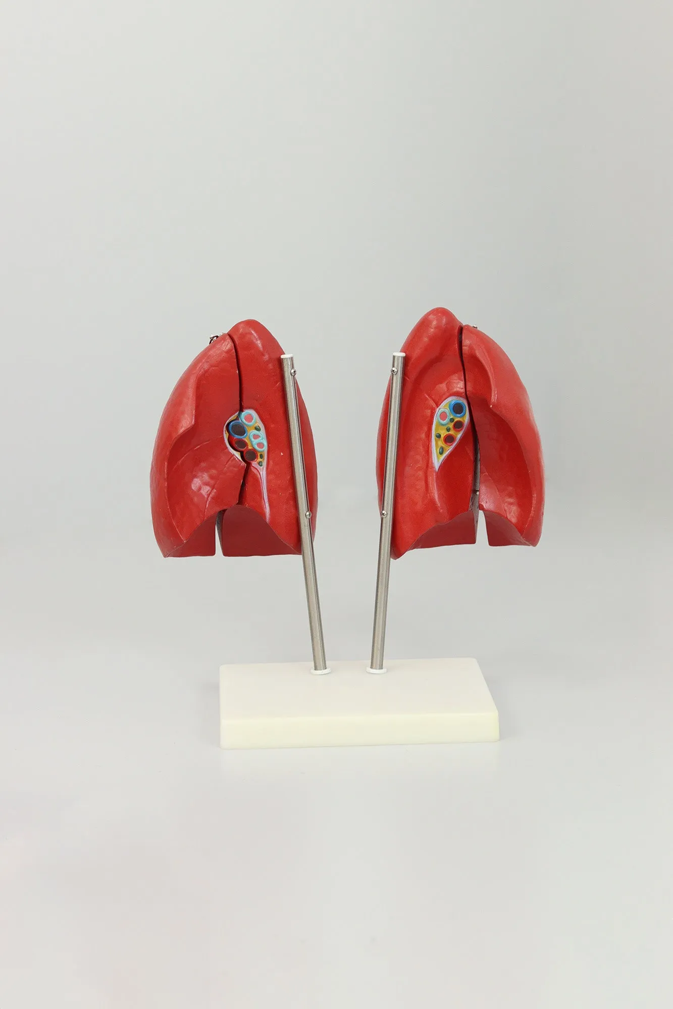 Lung Anatomy Model